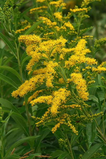 Natural vertical closeup on a bright yellow blossoming European goldenrod, Solidago virgaurea, in the garden - Photo, Image