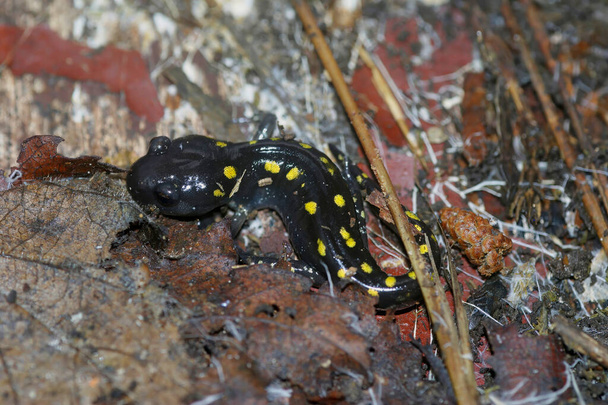 Detailed closeup on a juvenile North American Spotted mole salamander, Ambystoma maculatum - Photo, Image