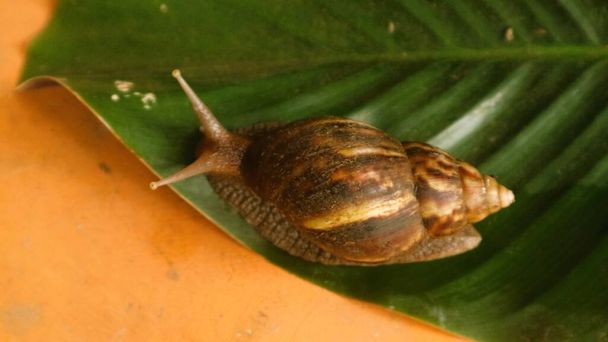 Bekicot ou Lissachatina fulica, O caracol coloca tentáculos e rasteja sobre as folhas - Foto, Imagem