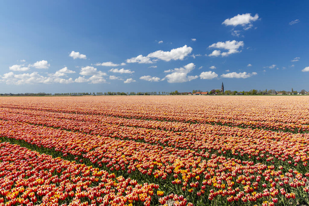 Field of tulips near Hoorn, The Netherlands - Foto, afbeelding