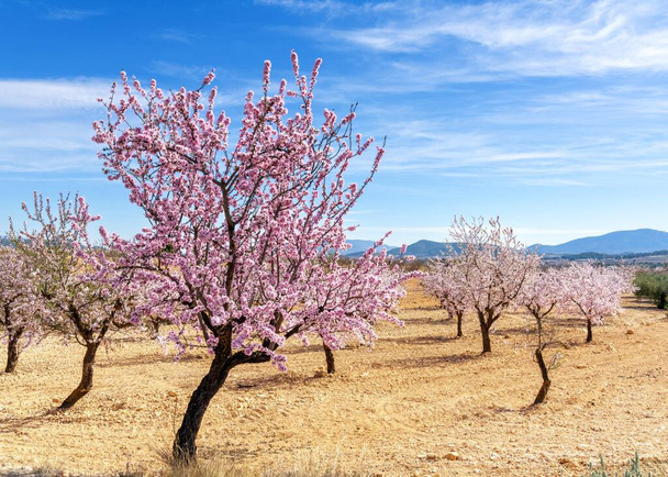スペイン南部の春の黄土地帯でピンクと白い花のアーモンドの木 - 写真・画像
