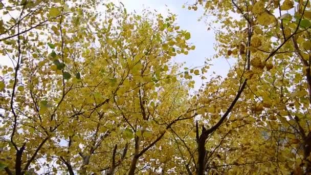 Alberi colorati nel prato autunnale sotto il cielo blu durante il giorno - Filmati, video