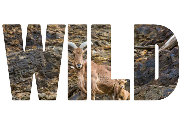 Слово WILD над западным кавказским козлом
  - Фото, изображение