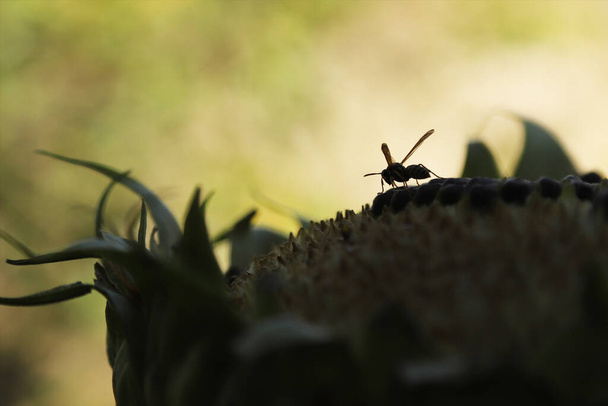 Bulanık bir arka planda, ayçiçeğinin üzerindeki arı silueti. Sığ alan derinliği - Fotoğraf, Görsel
