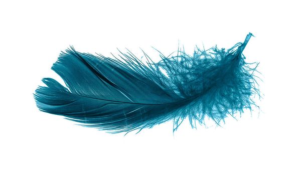 plumes bleues sur fond blanc isolé - Photo, image