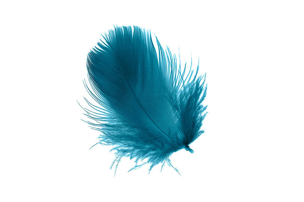 plumes bleues sur fond blanc isolé - Photo, image