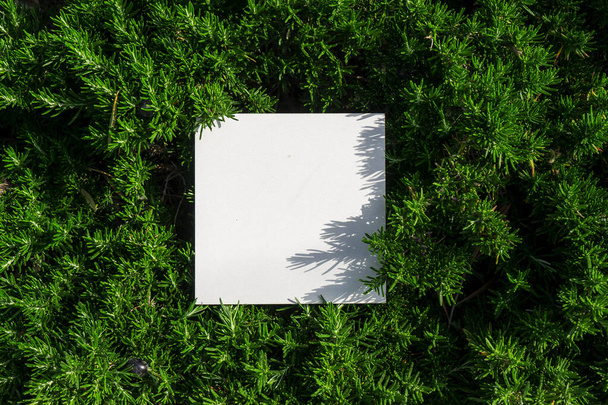 ペーパー カードのノートが付いている緑の葉から成っている創造的なレイアウト. フラットレイ。 ネイチャーコンセプト. - 写真・画像