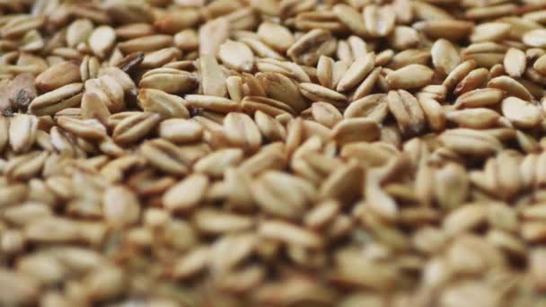 Oats texture. Food background. Oatmeal heap. Healthy diet - Footage, Video