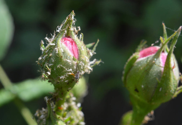 Op de rozenbladluizen (macrosiphum rosae) - plantenetende plaagorganismen - Foto, afbeelding