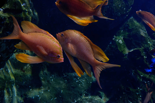 Onderwater wereld met de zee goldie ook bekend als de oranje basslet, lyretail koraalvis of scalefin anthias (Pseudanthias squamipinnis ) - Foto, afbeelding