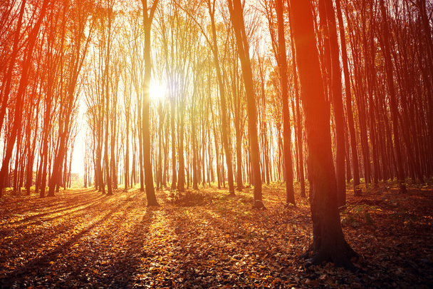 podzimní lesních stromů - Fotografie, Obrázek