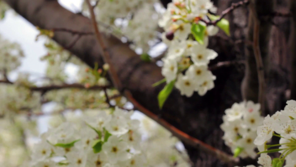 Bahar çiçekleri bir ağaç üzerinde - Video, Çekim