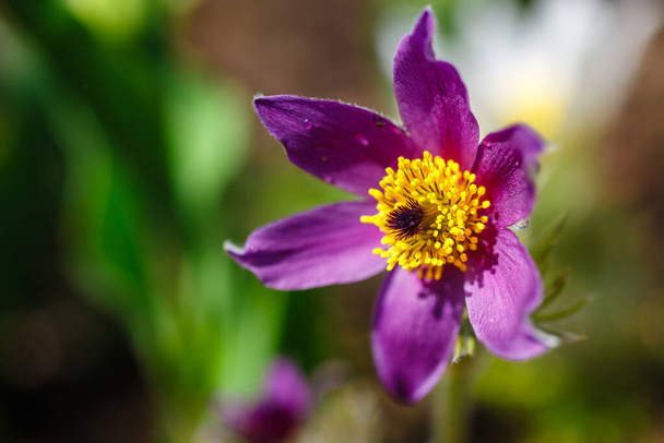 Virágok Pulsatilla vulgaris "Bells Violet" - Fotó, kép