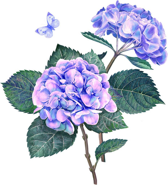 Ročník akvarel Hydrangea květiny kytice, listy, motýli izolované na bílém pozadí botanické ilustrační karty v růžové, fialové, modré barvy, staré podrobné barevné umění - Fotografie, Obrázek