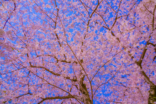 Cseresznyevirágzás teljes virágzásban és kék égen. Lövöldözés helye: Meguro -ku, Tokió - Fotó, kép