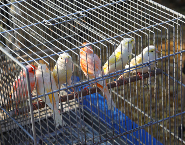 Birds and canaries inside a metal cage for sale at the pet store - Photo, Image
