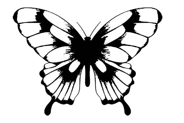 silueta de mariposa imagen vectorial en blanco y negro Retrato animal salvaje, belleza, arte de la línea del cuerpo. Para su uso como plantilla de folleto o para su uso en el diseño web - Foto, Imagen