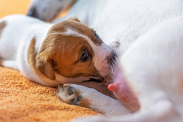 női Jack Russell Terrier etetés egy kiskutya egy őszibarack takaró - Fotó, kép