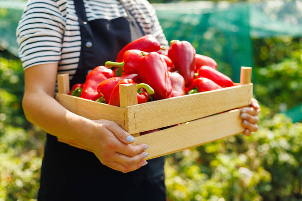 Close-up of hands holding a wooden crate full of vibrant red bell peppers in a garden. - Photo, Image