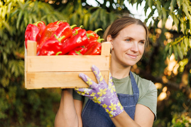 Contenuto donna con una cassa di legno piena di peperoni rossi maturi in un giardino - Foto, immagini