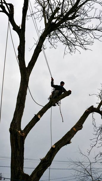Egy képzett arborista, aki biztonsági övet és sisakot visel, láncfűrésszel távolítja el az ágakat egy magas fáról egy lakóterületen..  - Fotó, kép