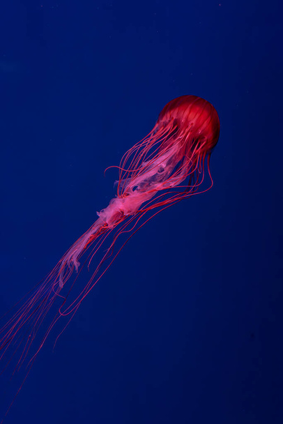 Fluoresoiva meduusat uinti vedenalainen akvaario allas punaisella neonvalolla. Japanilainen meri nokkosen chrysaora pasifica sinisessä vedessä, meressä. Theriologia, biologinen monimuotoisuus, merenalainen elämä, vesieliöt - Valokuva, kuva