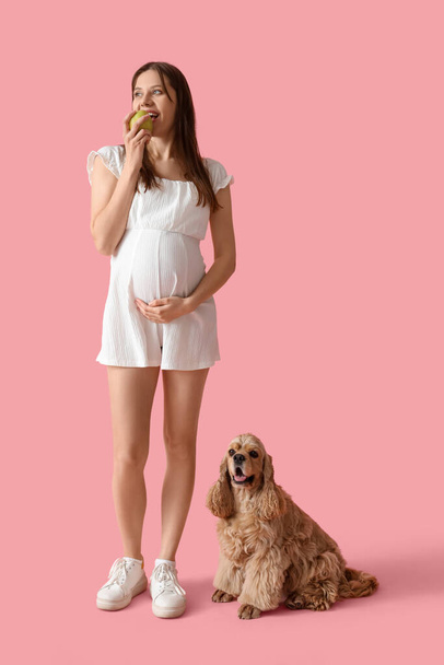 Νεαρή έγκυος γυναίκα τρώει μήλο και χαριτωμένο κόκερ σπάνιελ σε ροζ φόντο - Φωτογραφία, εικόνα