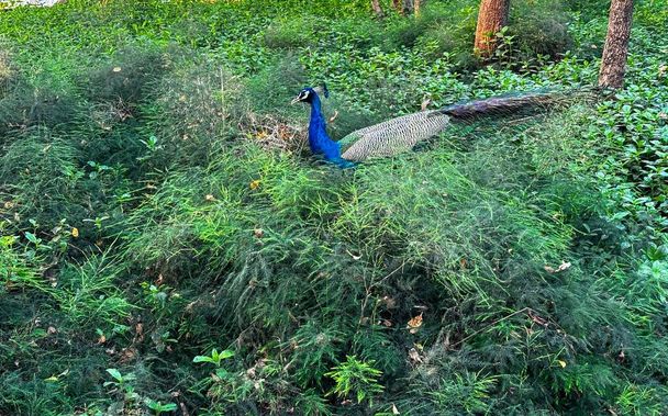 Loistava riikinkukko vangitaan keskellä verdant aluskasvillisuuden, sen värikkäiden sininen ja vihreä plumage vastakohtana kauniisti ympäröivään vehreyteen. Linnut pitkänomainen pyrstösulat polku takana, esittelee luonnon eleganssia tämän metsän  - Valokuva, kuva