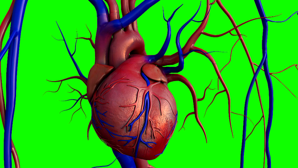 Καρδιά σε ένα βασικό chroma - Πλάνα, βίντεο