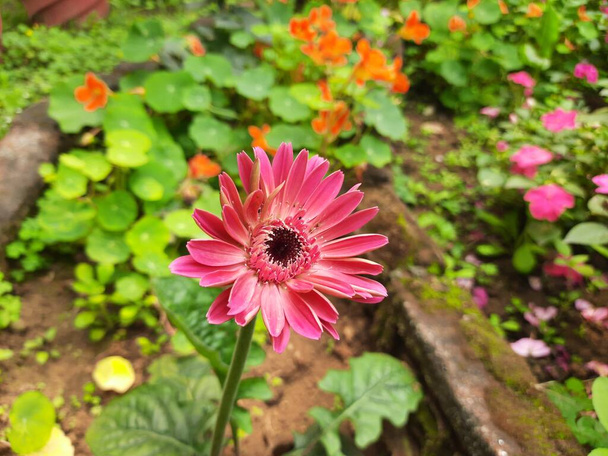 ガーベラの花。アスタリスク科の植物です。ゲルベラはアフリカのデイジーとも呼ばれています。人気の装飾花です。多くの色で見られる。. - 写真・画像
