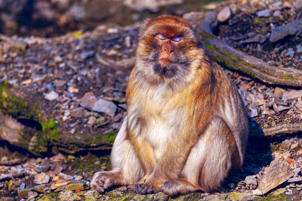 Maymun gözleri kapalı duruyor. Barbar Macaque (Macaca Fascicularis) yerde oturuyor - Fotoğraf, Görsel