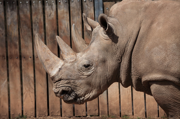 Rinoceronte branco
 - Foto, Imagem