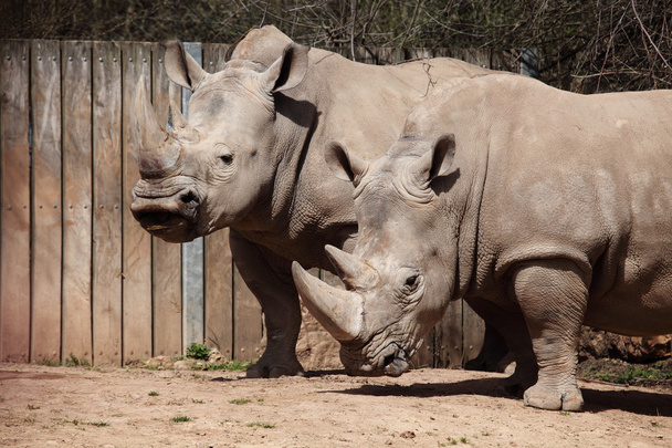 rinoceronte blanco
 - Foto, imagen
