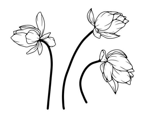 Musta ja valkoinen käsin piirretty kukka kuva lootuksen kukkia. Lotuksen kukkien ääriviivat valkoisella pohjalla. - Vektori, kuva