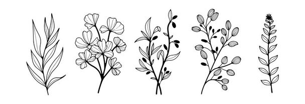 Musta ja valkoinen käsin piirretty kukka kuvitus eri luonnonvaraisia kukkia ja kasveja. Haarat ja kukat valkoisella pohjalla. - Vektori, kuva