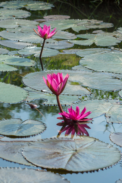 Цветок лотоса
 - Фото, изображение