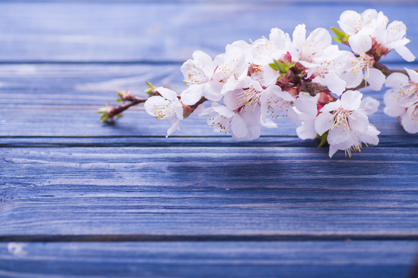 Flores de primavera albaricoque sobre fondo de madera azul
 - Foto, Imagen