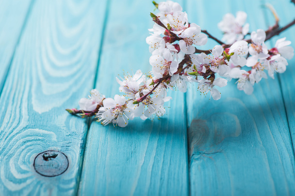 Ανοιξιάτικα λουλούδια ανθών βερίκοκο σε μπλε φόντο ξύλινη - Φωτογραφία, εικόνα
