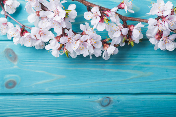 Spring blossom flowers apricot on blue wooden background - Photo, Image