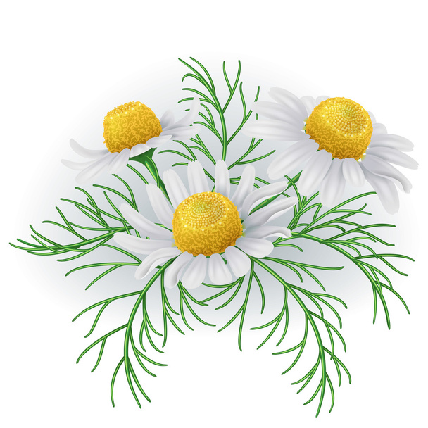Wild chamomile flowers. - Vector, afbeelding