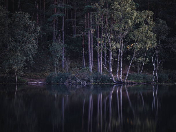 Спокойная сцена разворачивается в сумерках у спокойного озера в Молндале, Швеция, демонстрируя тонкое взаимодействие света и тени, поскольку деревья отражаются на поверхности воды, создавая почти неземную симметрию между природой и ее отражением.. - Фото, изображение