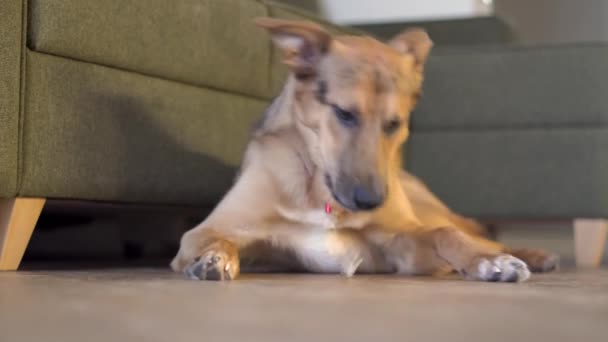 Pies domowy gryzie kość na podłodze - Materiał filmowy, wideo