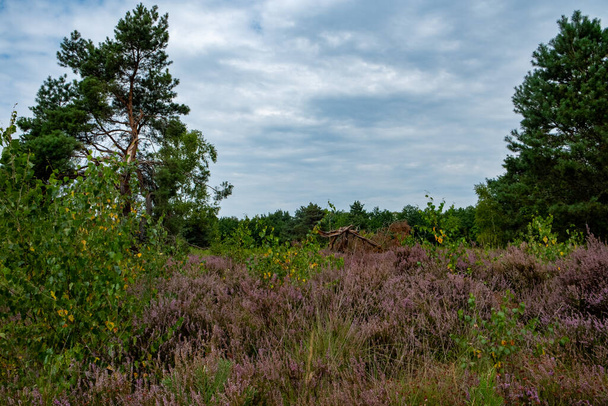 This serene landscape captures the natural beauty of heather fields in bloom, with their distinctive purple flowers. The scene is dotted with robust pine trees, providing a rich green contrast to the - Photo, Image