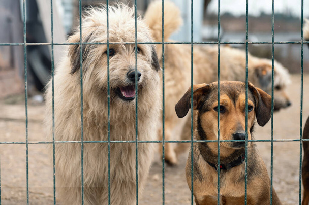 Σκύλοι σε καταφύγιο ζώων περιμένουν για υιοθεσία. Κοντινό πλάνο ενός προσδιοριζόμενου σκύλου που κοιτάζει μέσα από τα κενά μιας σκουριασμένης μεταλλικής πύλης - Φωτογραφία, εικόνα