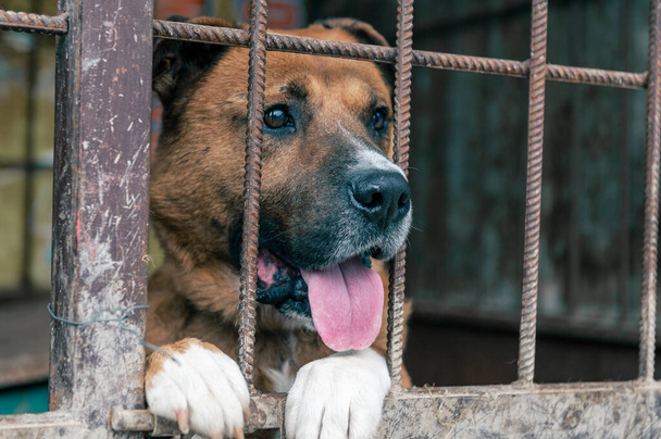 Σκύλος στο καταφύγιο ζώων περιμένει για υιοθεσία. Σκύλος πίσω από τους φράχτες. Σκύλος πίσω από τα κάγκελα. Τα σκυλιά κοιτάζουν μέσα από ένα μεταλλικό φράχτη - Φωτογραφία, εικόνα