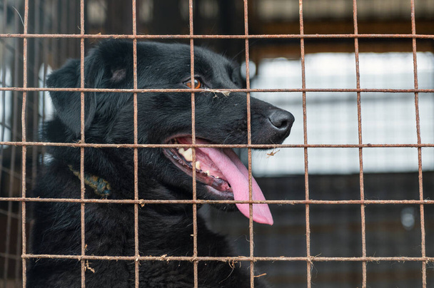 Hond in dierenasiel wacht op adoptie. Hond achter de hekken. Hond achter tralies. Honden staren door een metalen hek - Foto, afbeelding
