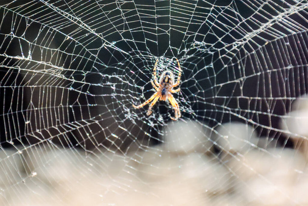 クモとその網の写真 - 写真・画像