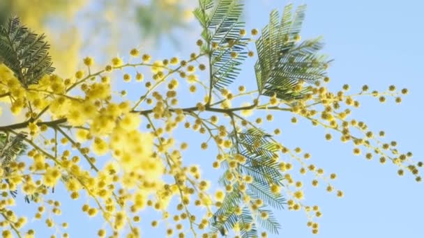Квітуча гілка жовтого квітки мімози навесні. Жіночий день, Великдень. М'який фокус - Кадри, відео