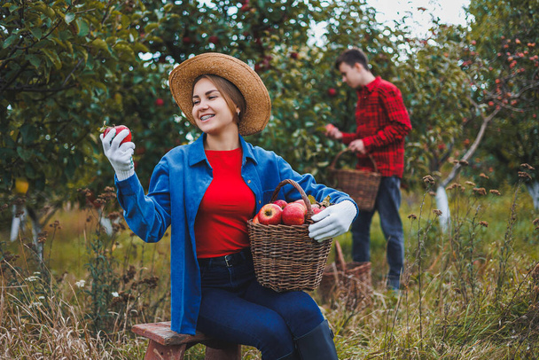Nuori nainen hatussa omenatarhassa. Hattupäiset naiset keräävät punaisia omenoita koriin luonnon taustalla. Korjaan omenoita puutarhassa. Syksykausi hedelmätarhassa - Valokuva, kuva