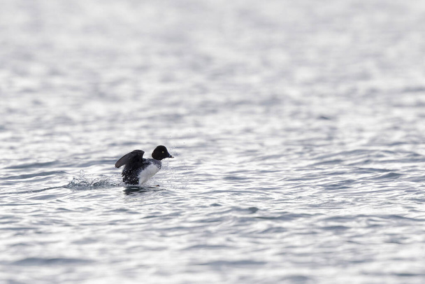 Comune Goldeneye Bucephala clangula nuotare sul Reno durante l'inverno - Foto, immagini